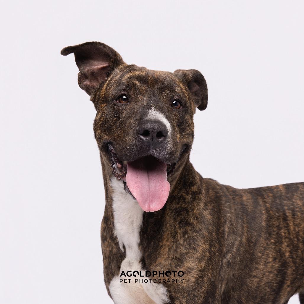 Lana, Adoptable, Adult Female Terrier & Terrier.