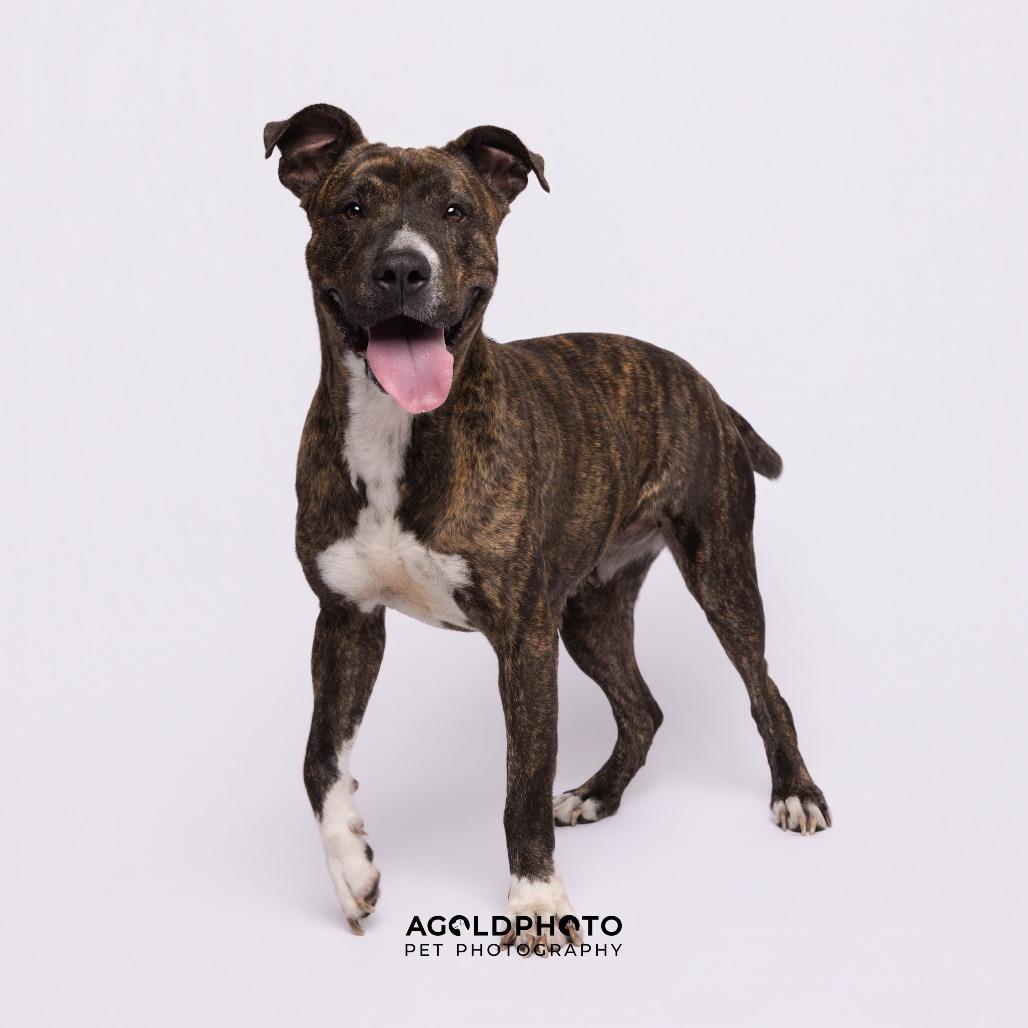 Enlarge Lana, a Adoptable mixed breed in Tampa, FL image 2/6