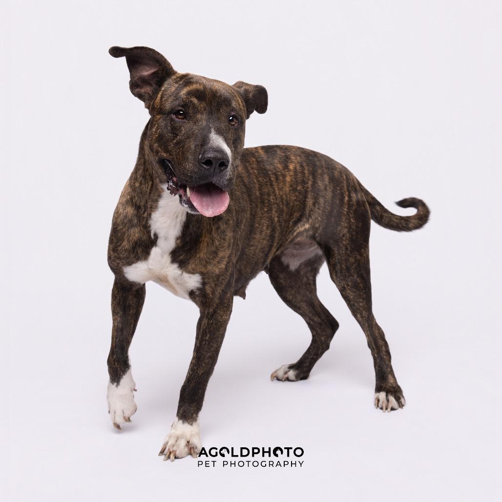 Enlarge Lana, a Adoptable mixed breed in Tampa, FL image 3/6