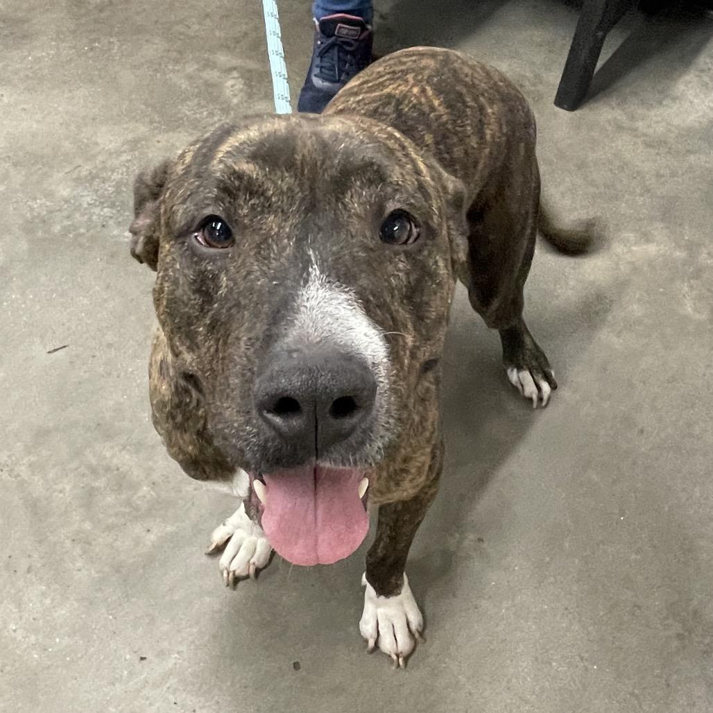 Enlarge Lana, a Adoptable mixed breed in Tampa, FL image 4/6