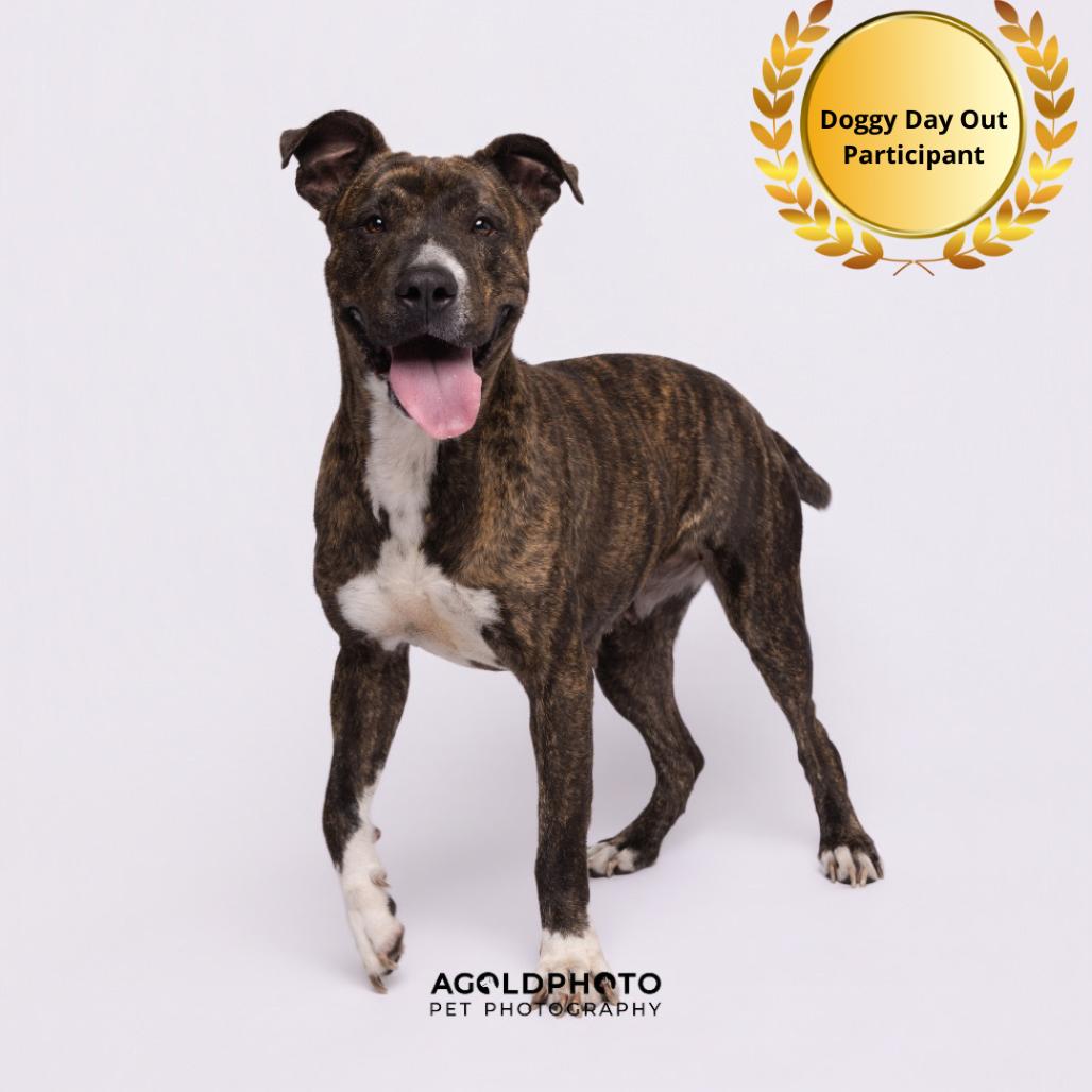 Enlarge Lana, a Adoptable mixed breed in Tampa, FL image 5/6