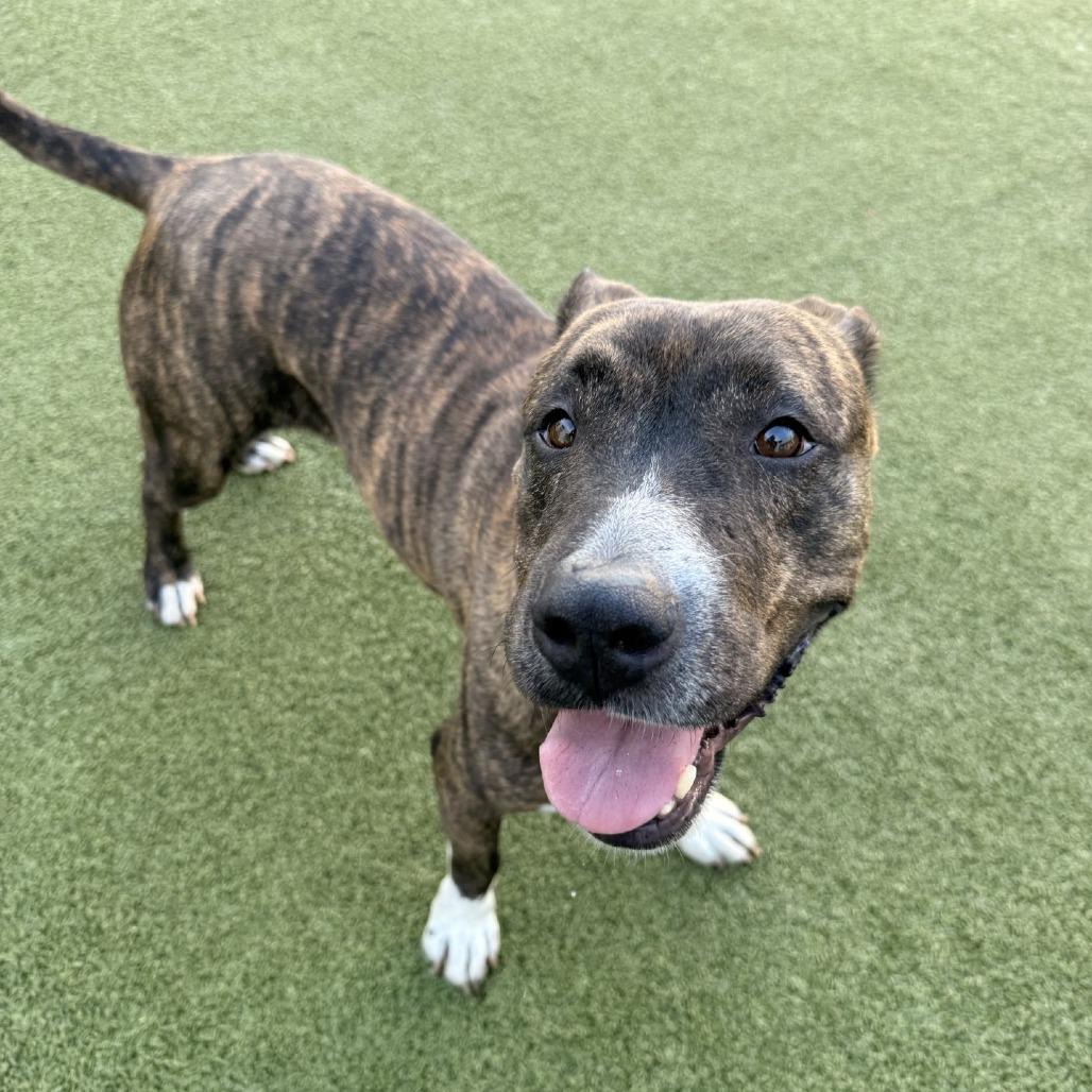 Enlarge Lana, a Adoptable mixed breed in Tampa, FL image 6/6