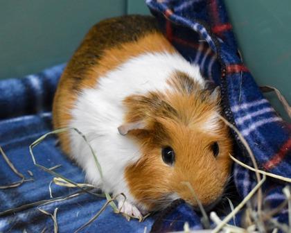 BOBA, Adoptable, Adult Male Guinea Pig.