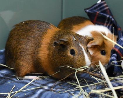 Enlarge BOBA, a Adoptable Guinea Pig in West Seneca, NY image 2/3