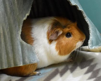 Enlarge BOBA, a Adoptable Guinea Pig in West Seneca, NY image 3/3