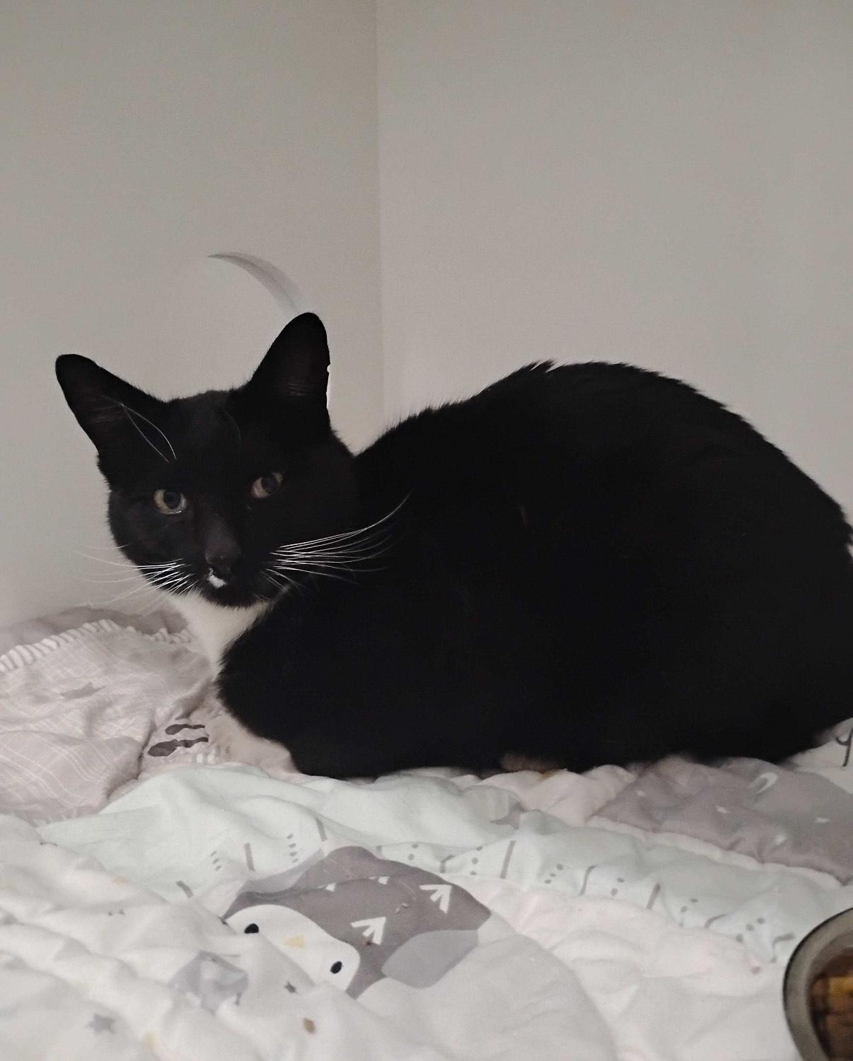 Oreo, Adoptable, Kitten Female Domestic Short Hair.