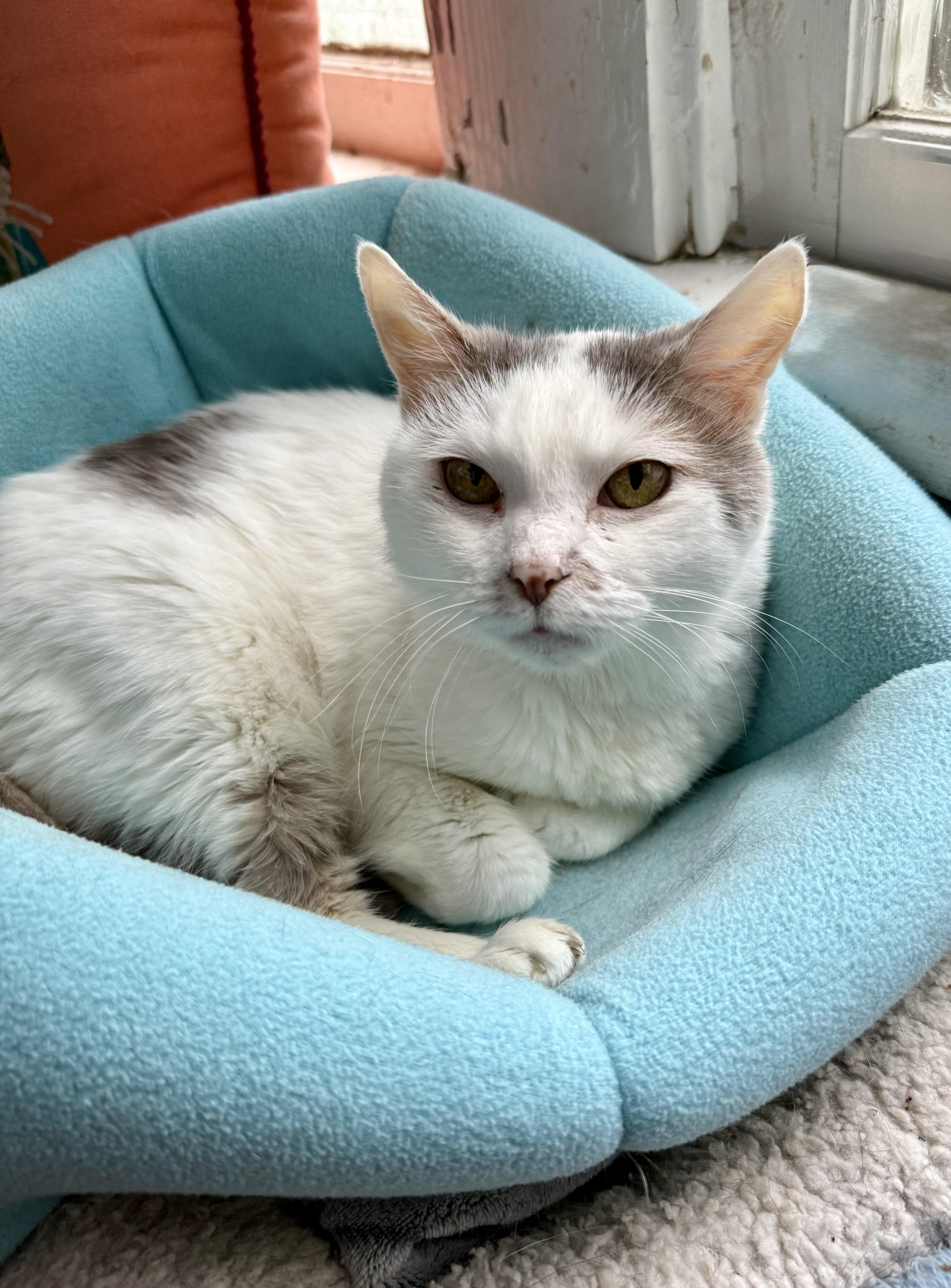 Chloe, Adoptable, Senior Female Domestic Short Hair.
