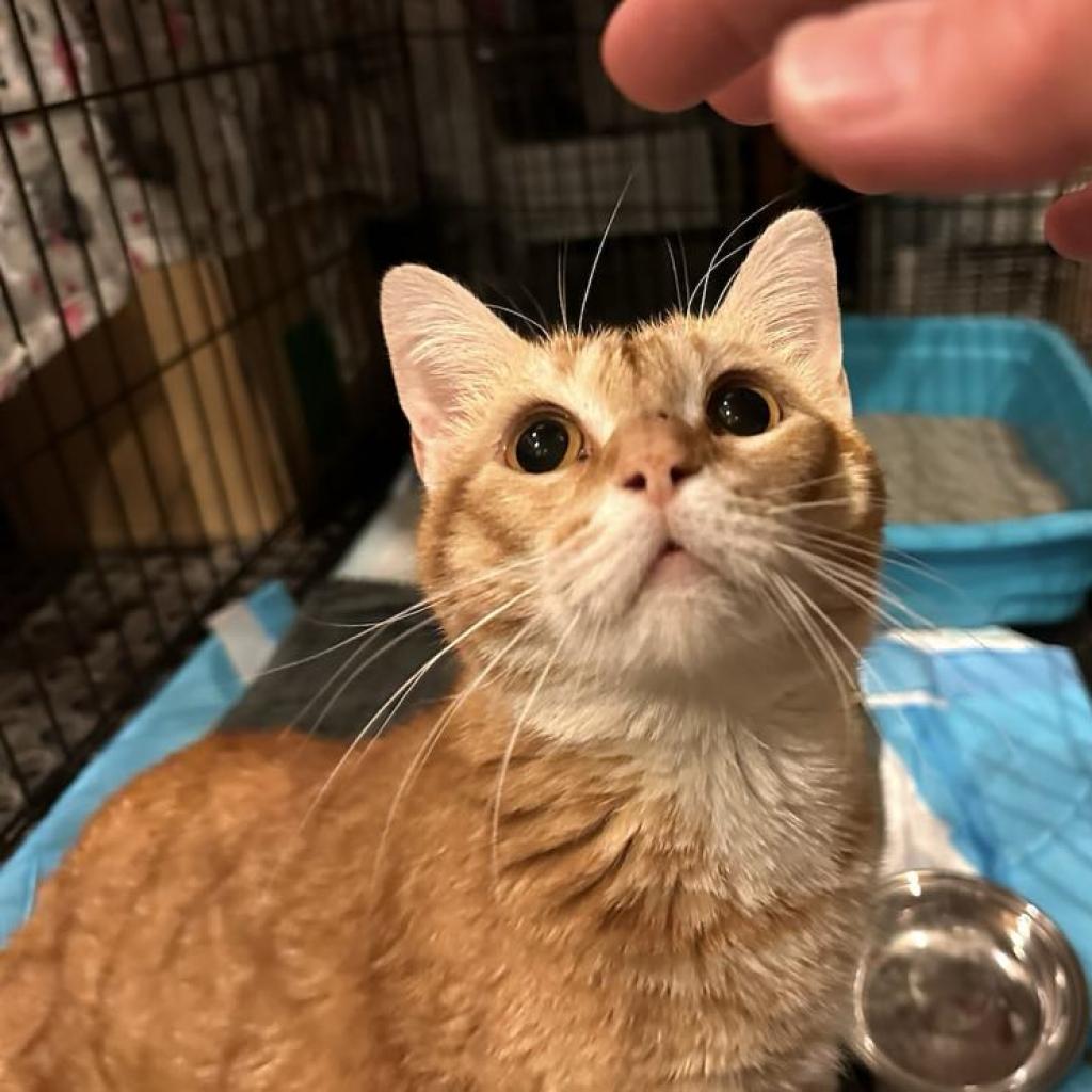 Gabriel, Adoptable, Adult Male Domestic Short Hair.