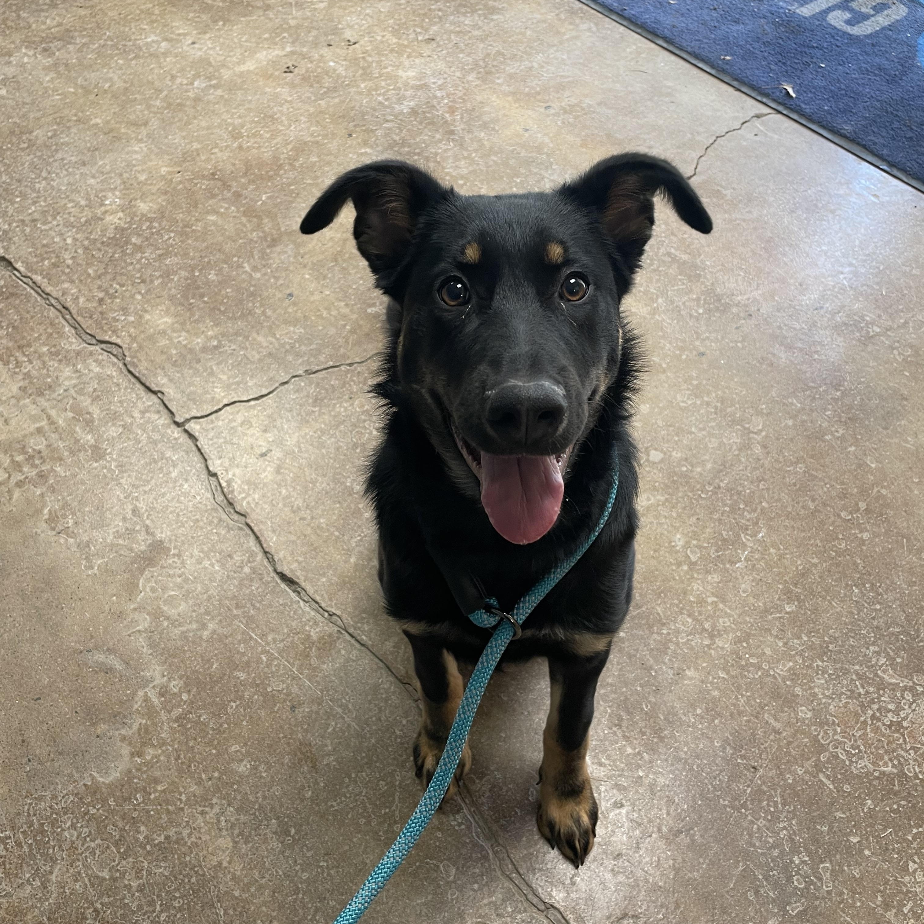 Donny, adopted, Puppy Male German Shepherd Dog.