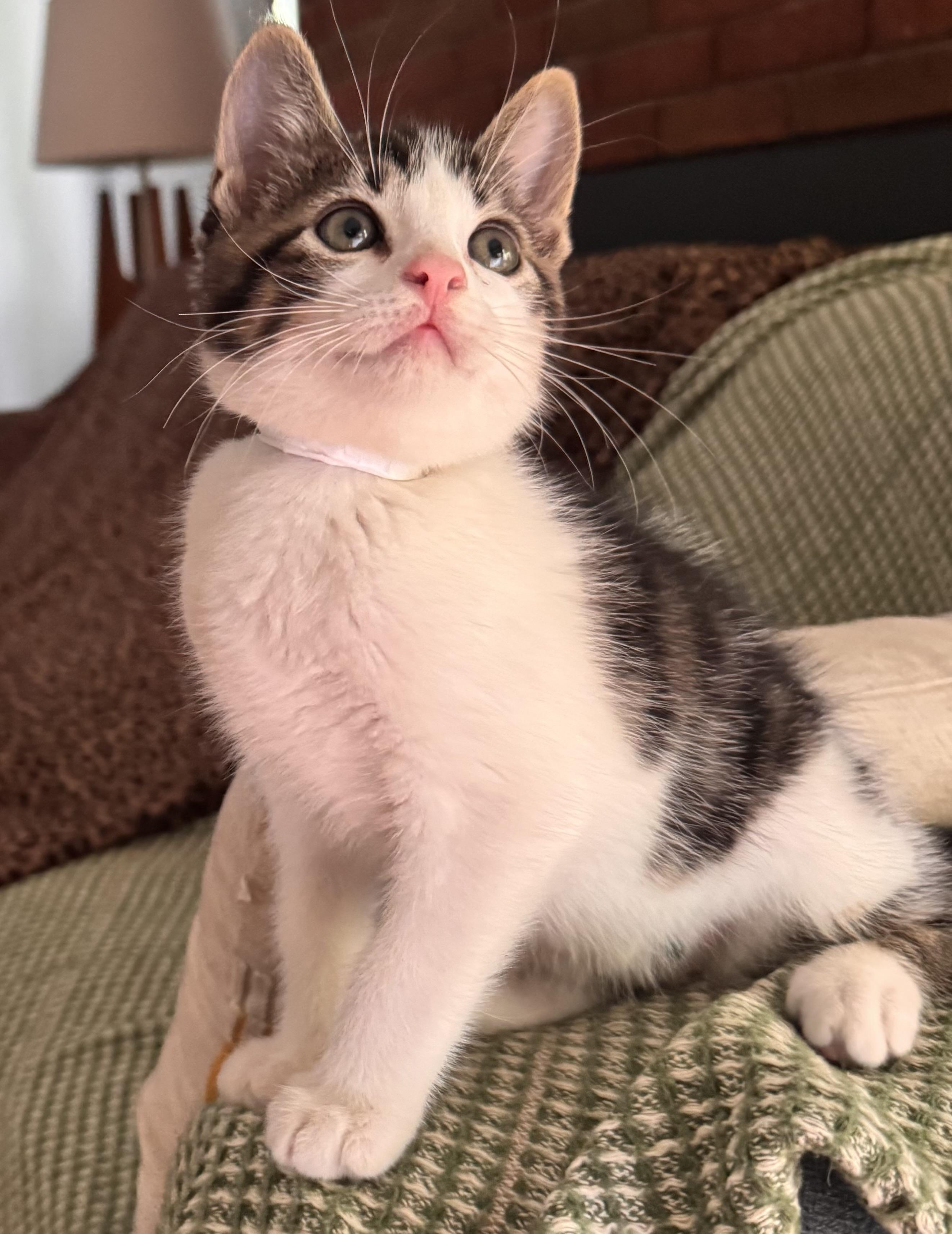 Falkor, ADOPTABLE, Kitten Male Domestic Medium Hair.