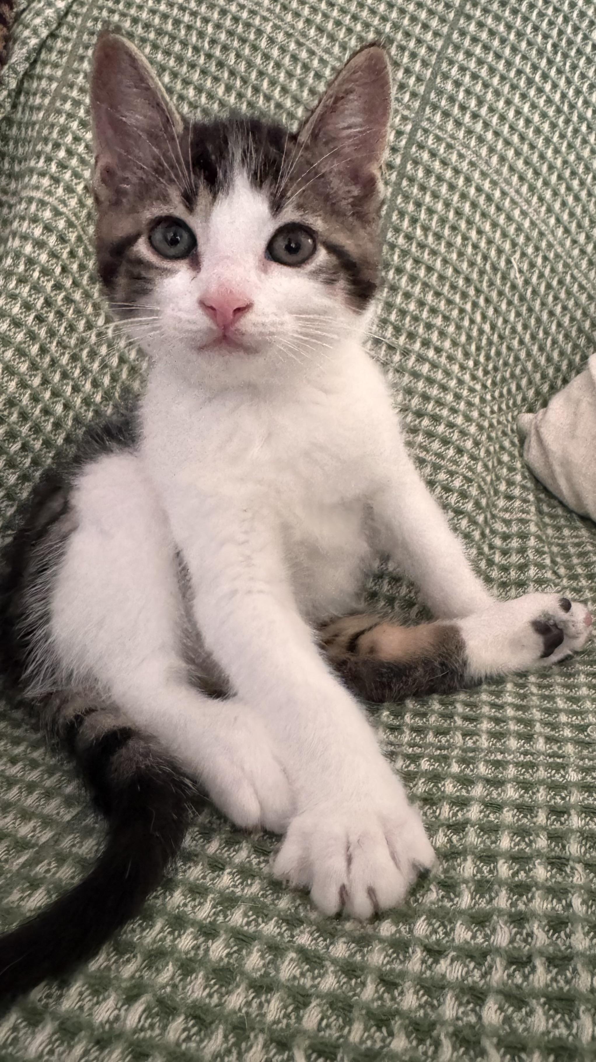 Enlarge Falkor, a ADOPTABLE Domestic Medium Hair in Ontario, NY image 4/5