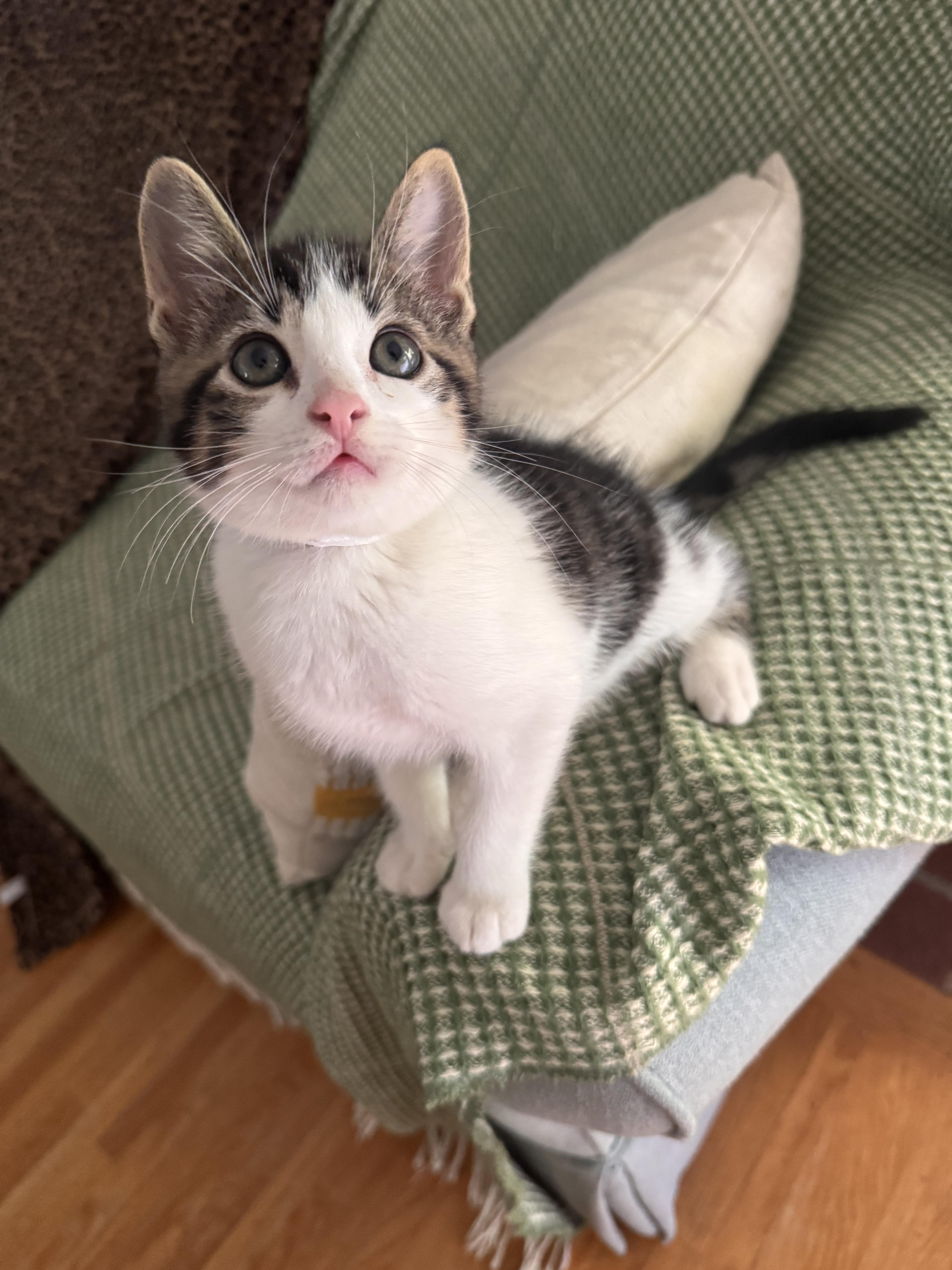 Enlarge Falkor, a ADOPTABLE Domestic Medium Hair in Ontario, NY image 3/5