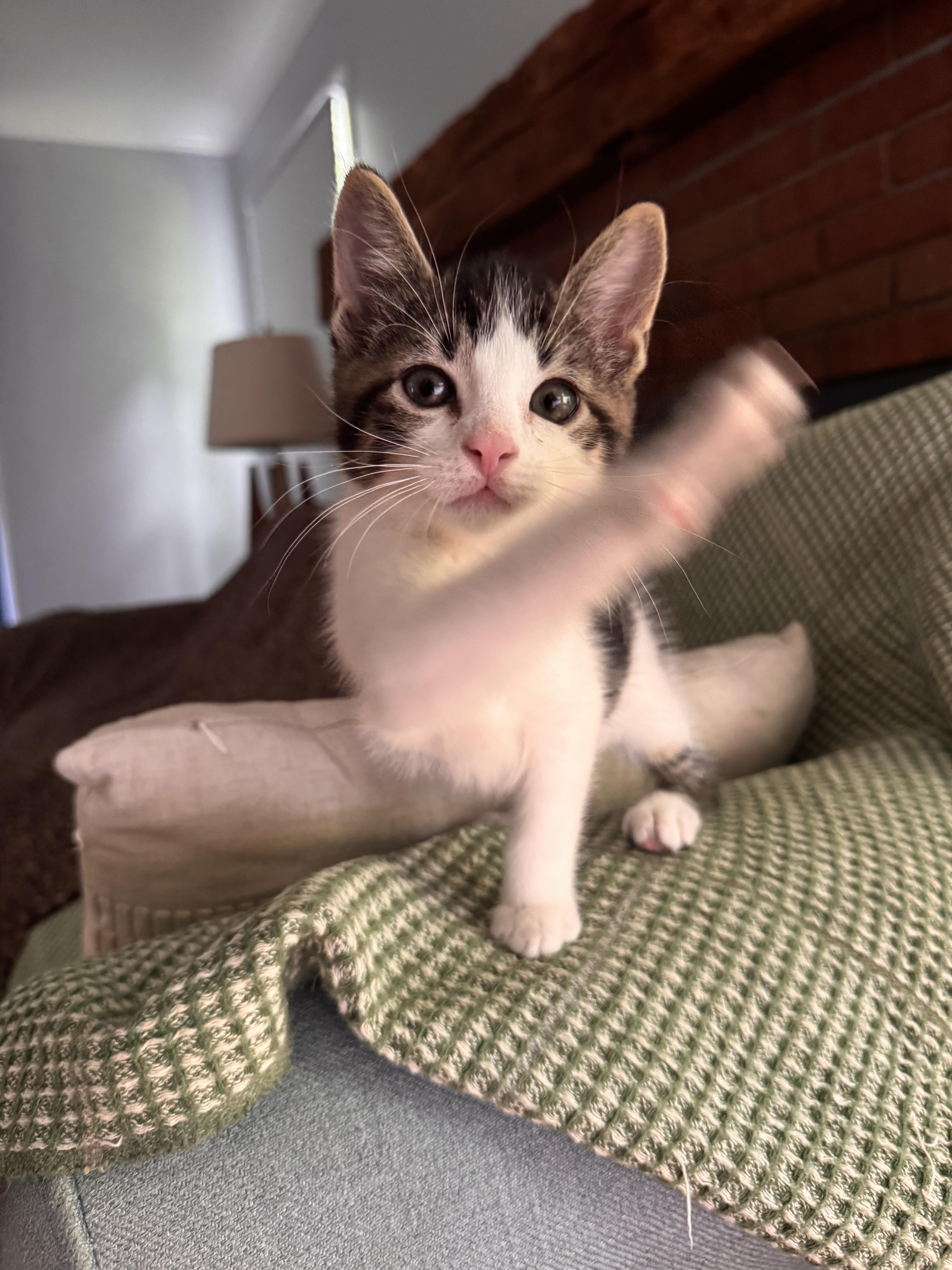 Enlarge Falkor, a ADOPTABLE Domestic Medium Hair in Ontario, NY image 5/5