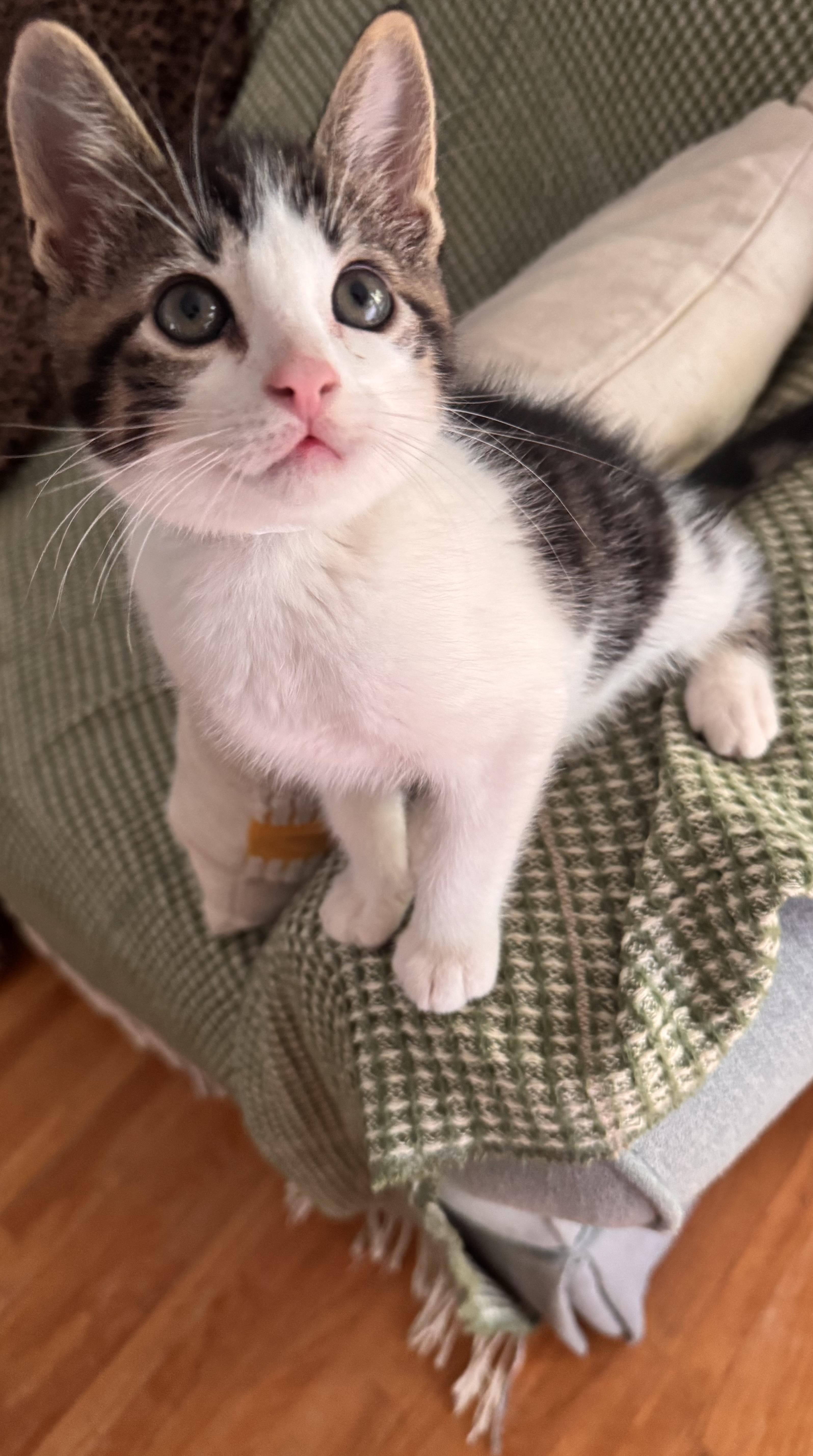 Enlarge Falkor, a ADOPTABLE Domestic Medium Hair in Ontario, NY image 2/5