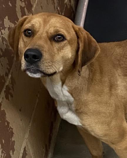 Enlarge Rosie, a Adoptable Labrador Retriever in Swainsboro, GA image 1/1