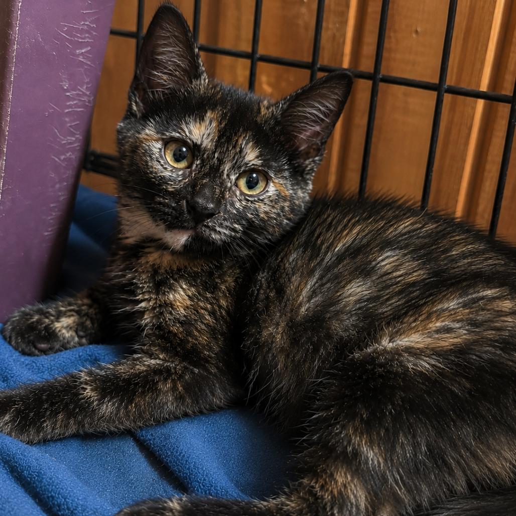 Enlarge Taffy, a Adoptable Domestic Short Hair in Tylertown, MS image 1/5