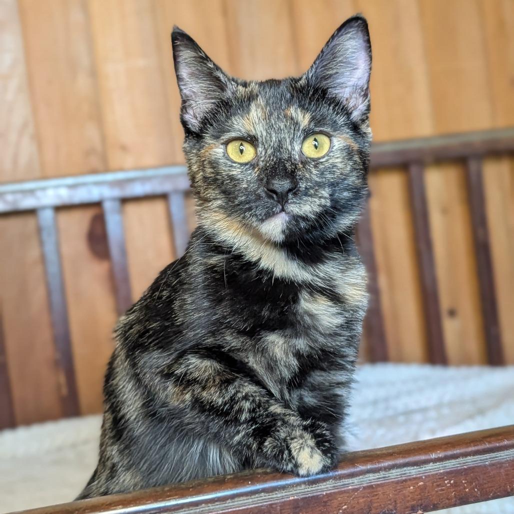 Enlarge Taffy, a Adoptable Domestic Short Hair in Tylertown, MS image 2/5