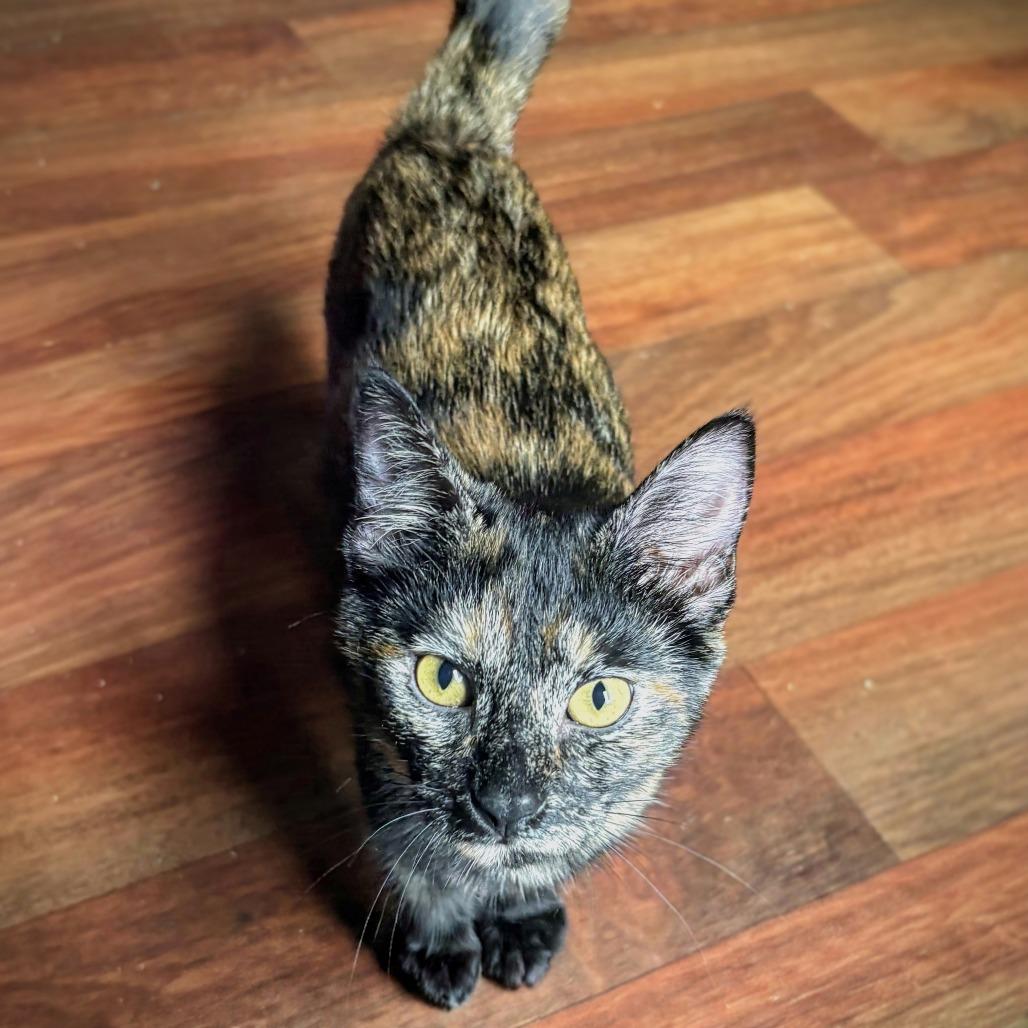 Enlarge Taffy, a Adoptable Domestic Short Hair in Tylertown, MS image 3/5