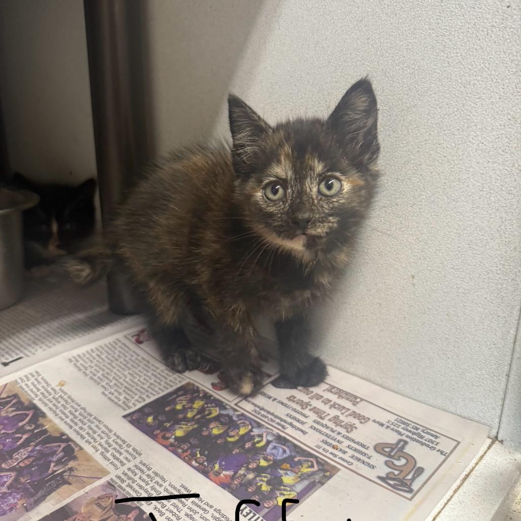 Enlarge Taffy, a Adoptable Domestic Short Hair in Tylertown, MS image 4/5