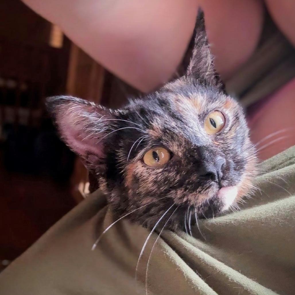 Enlarge Taffy, a Adoptable Domestic Short Hair in Tylertown, MS image 5/5