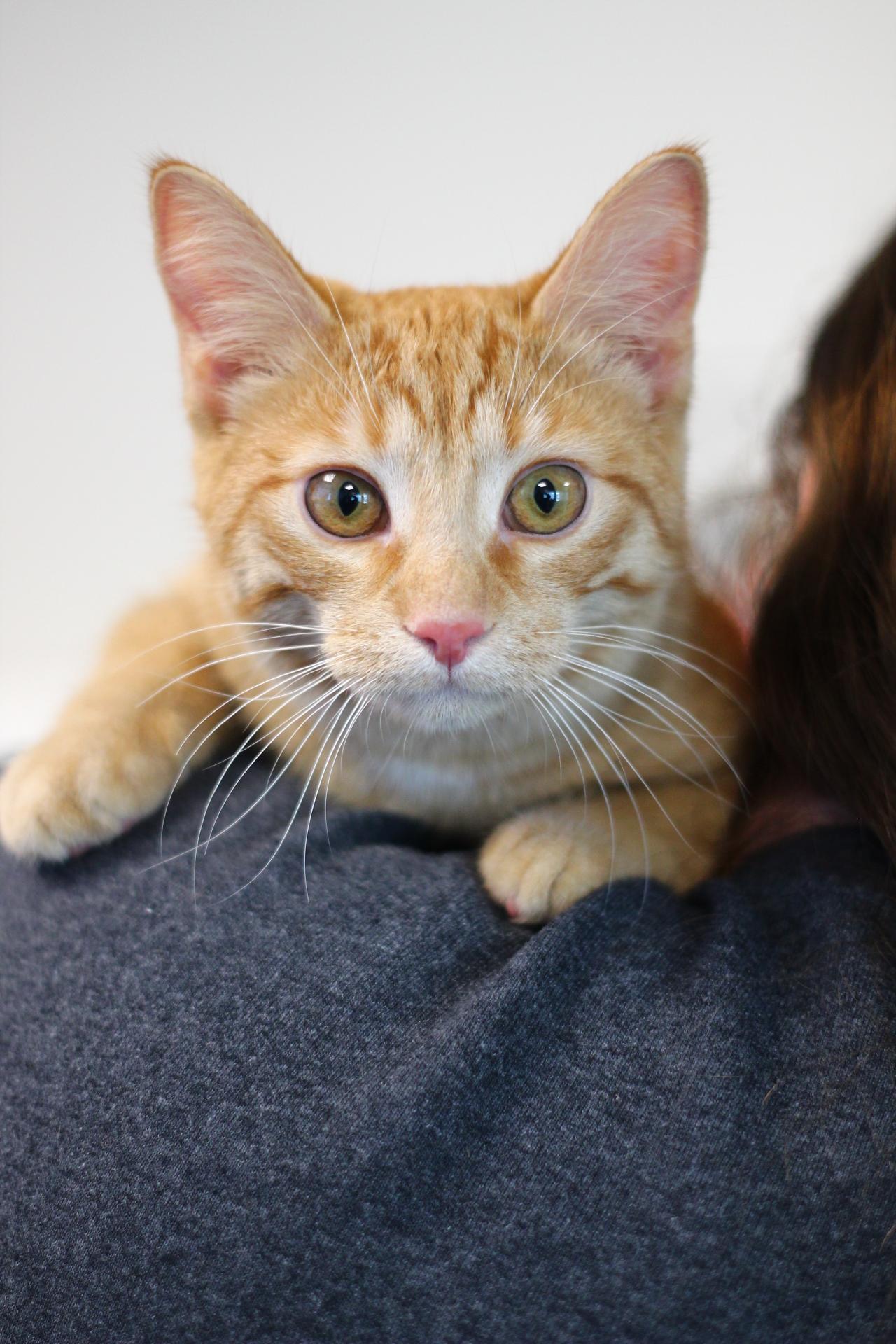 Cheez it, Adoptable, Young Female Domestic Short Hair.