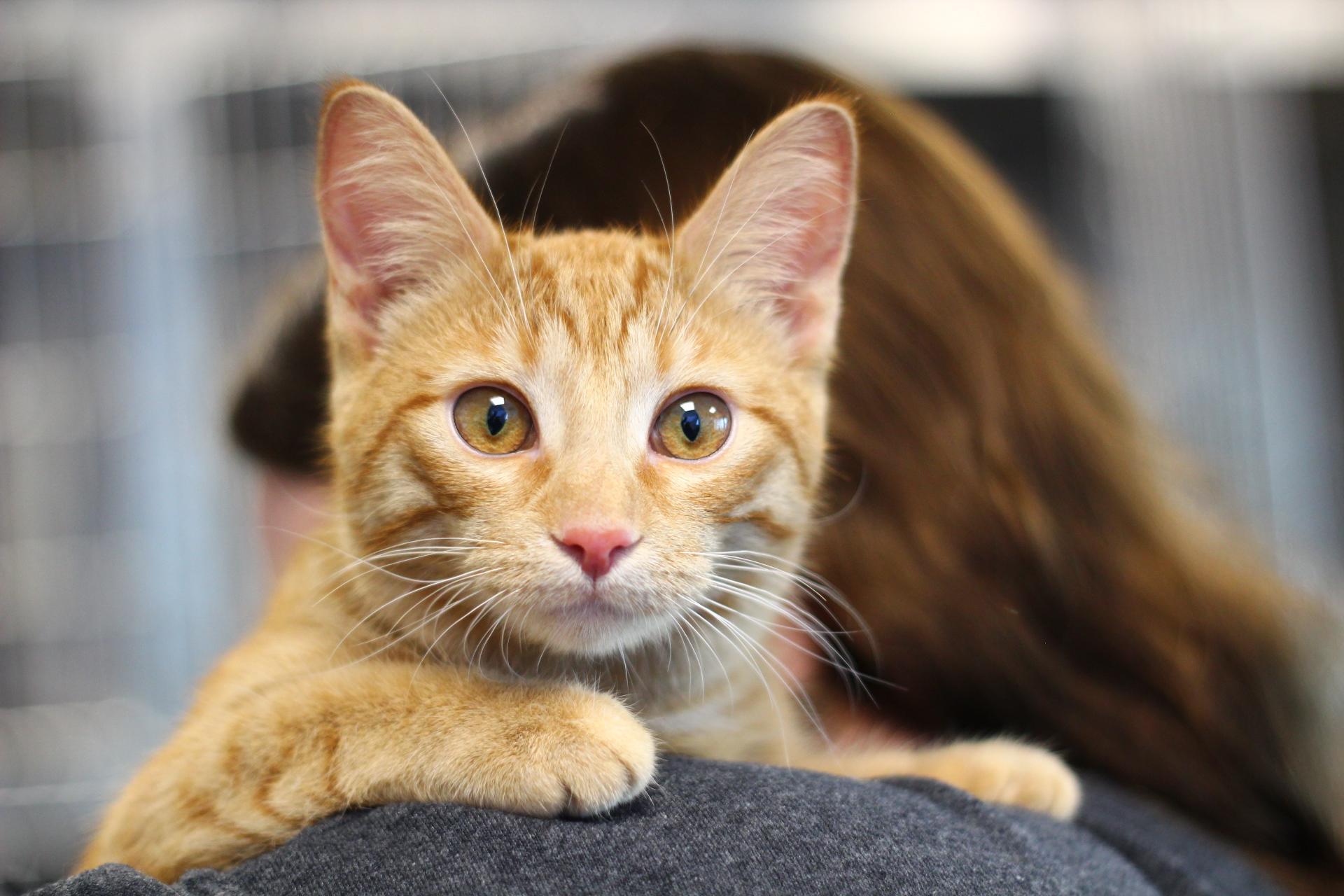 Enlarge Cheez it, a Adoptable Domestic Short Hair in Toledo, OH image 1/2