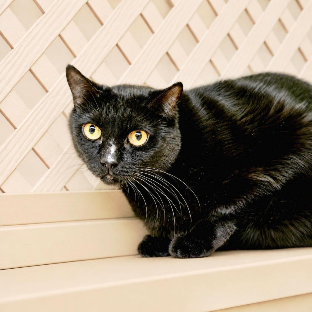 Mouse, Adoptable, Adult Male Domestic Short Hair.
