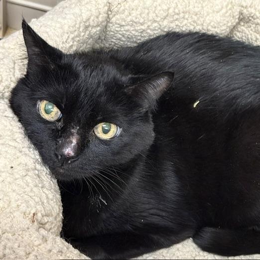 Enlarge Mouse, a Adoptable Domestic Short Hair in Las Vegas, NV image 2/2
