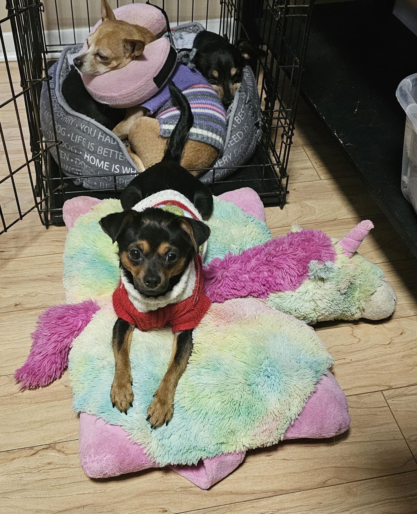 GRACIE, Adopted, Young Female Miniature Pinscher & Chihuahua.