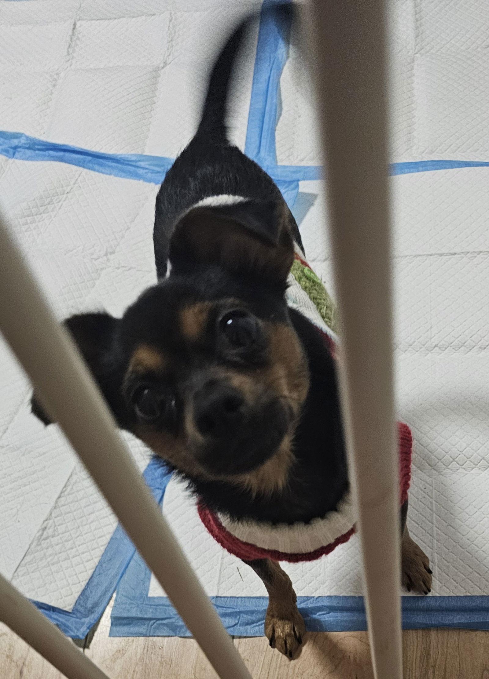 Enlarge GRACIE, a Adopted mixed breed in Jackson, NJ image 2/3