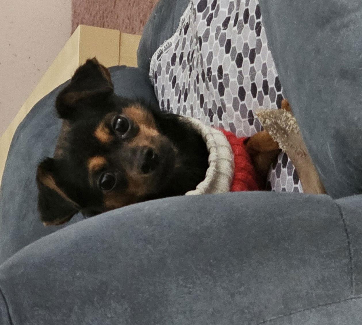 Enlarge GRACIE, a Adopted mixed breed in Jackson, NJ image 3/3