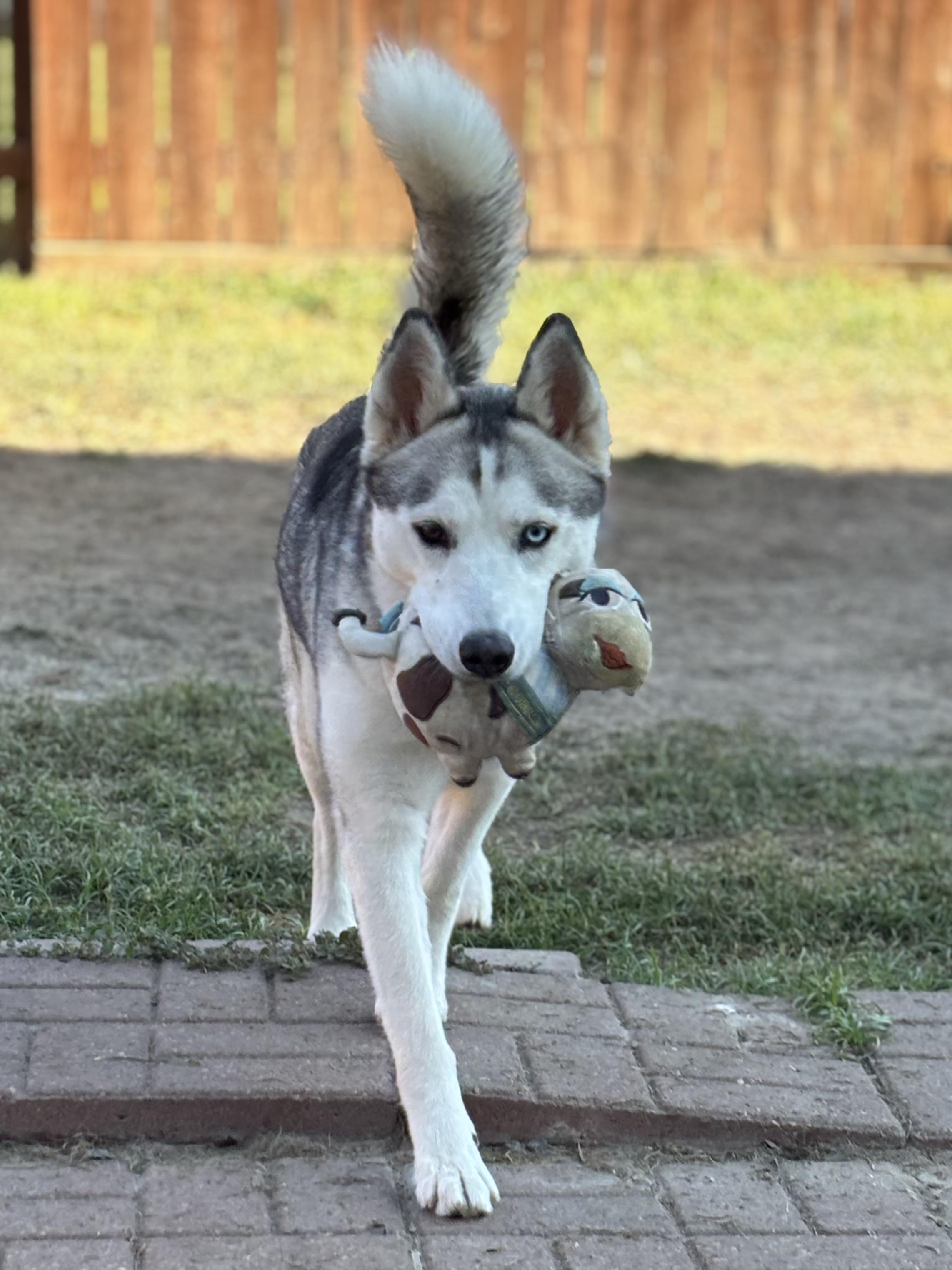 Enlarge Madame Cleo is your future, a Adoptable mixed breed in Surrey, BC image 1/5