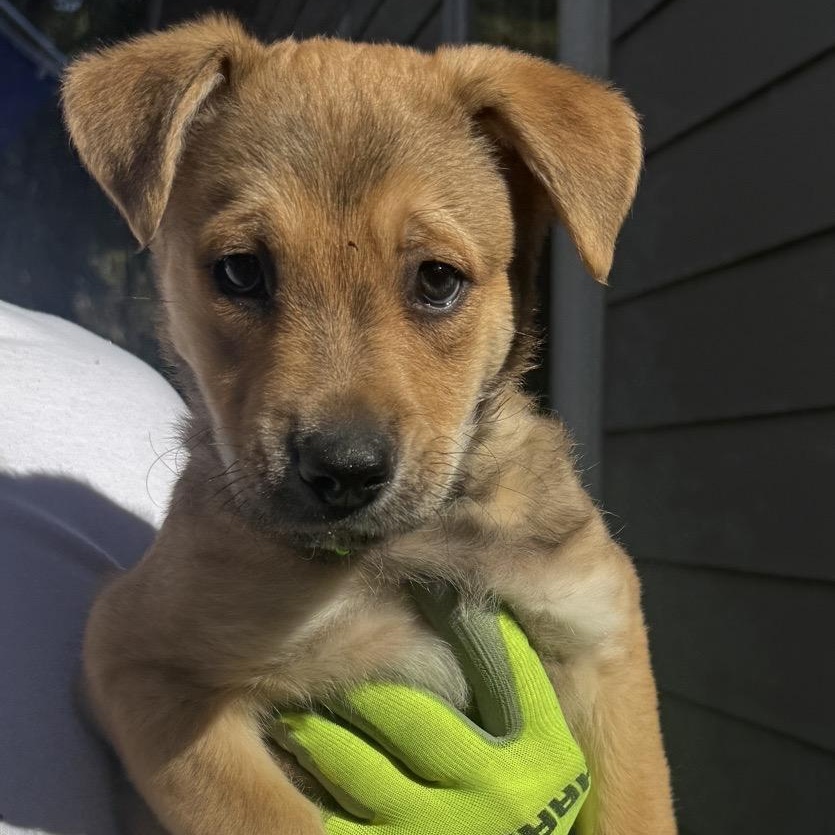 Will, ADOPTABLE, Puppy Male Mixed Breed.