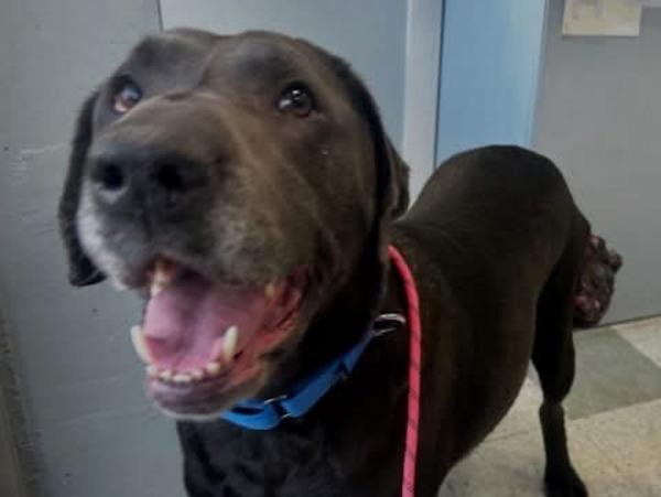 Layla, Adoptable, Adult Female Labrador Retriever.