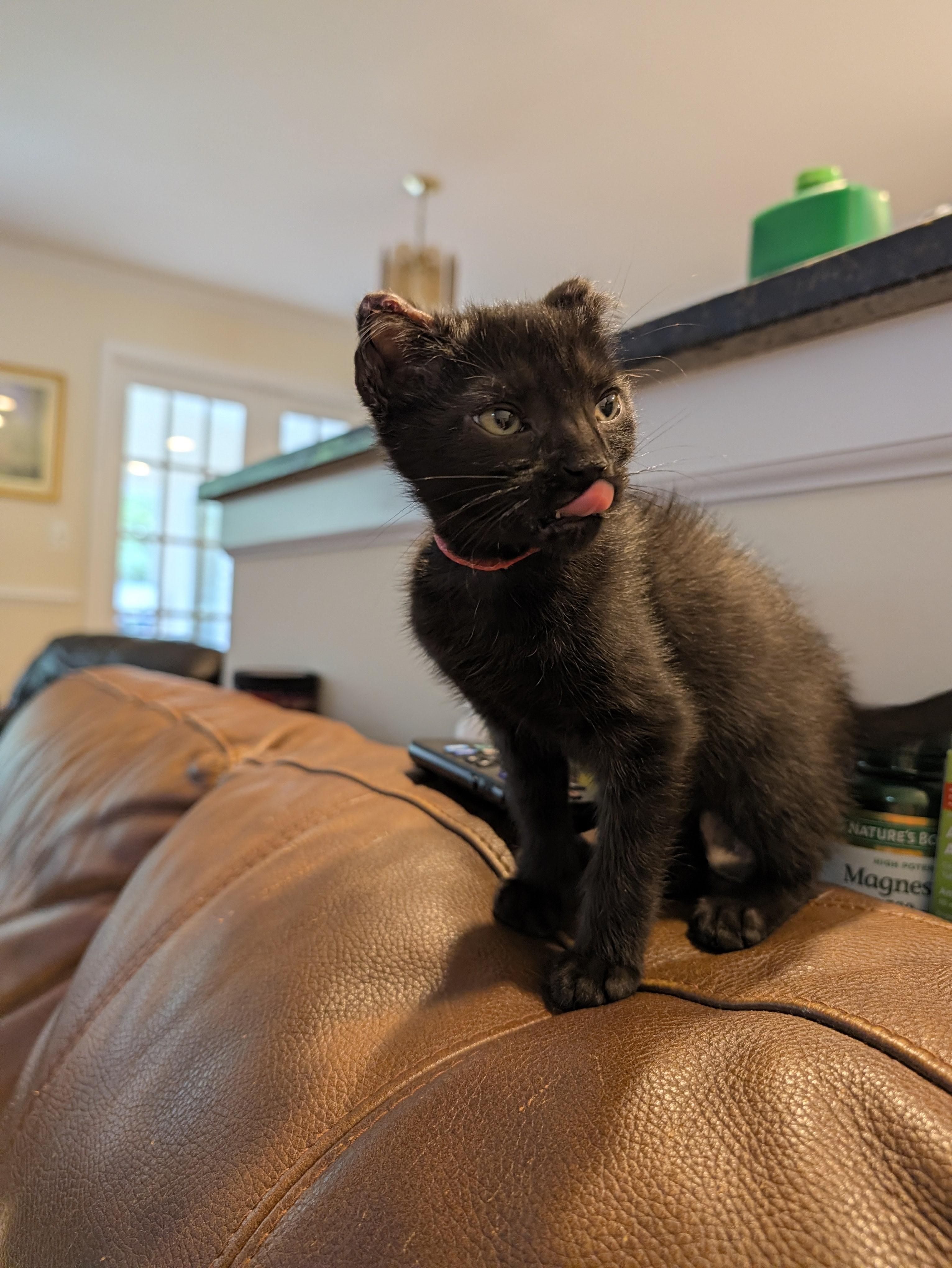 Enlarge George Foreman - Lean & Sweet, a Adoptable Domestic Short Hair in Laurel, MD image 4/6