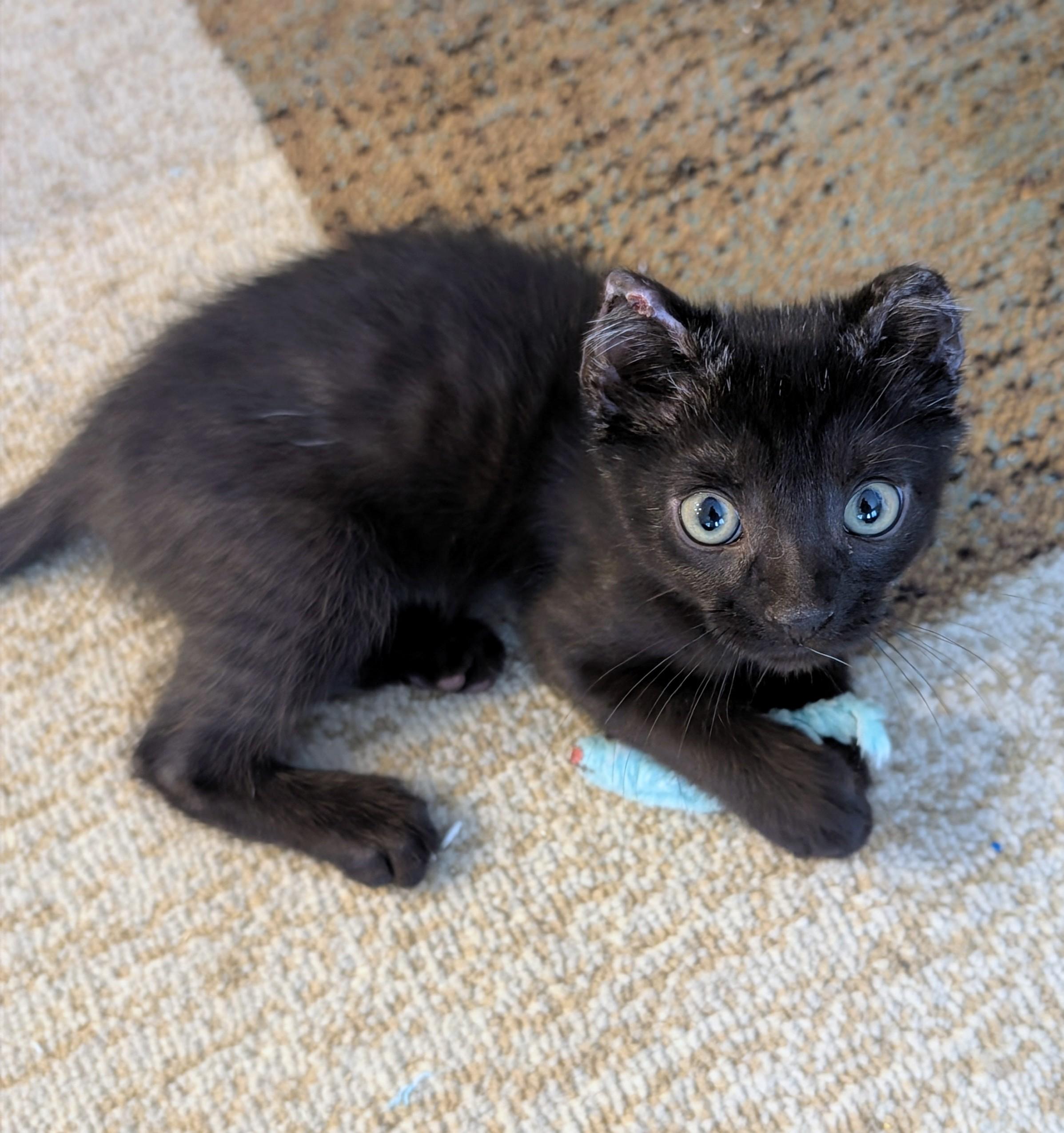 Enlarge George Foreman - Lean & Sweet, a Adoptable Domestic Short Hair in Laurel, MD image 5/6
