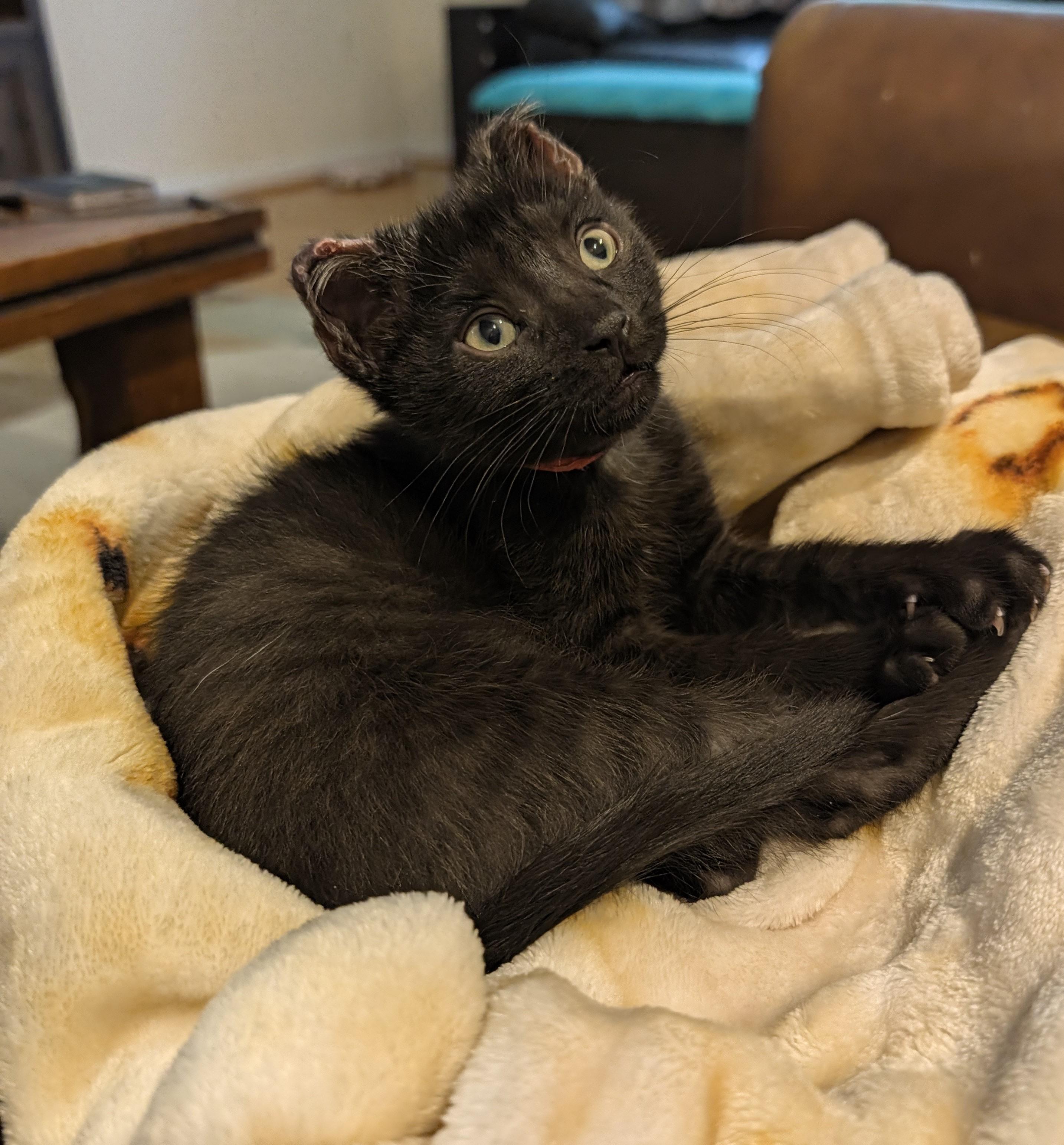 Enlarge George Foreman - Lean & Sweet, a Adoptable Domestic Short Hair in Laurel, MD image 1/6