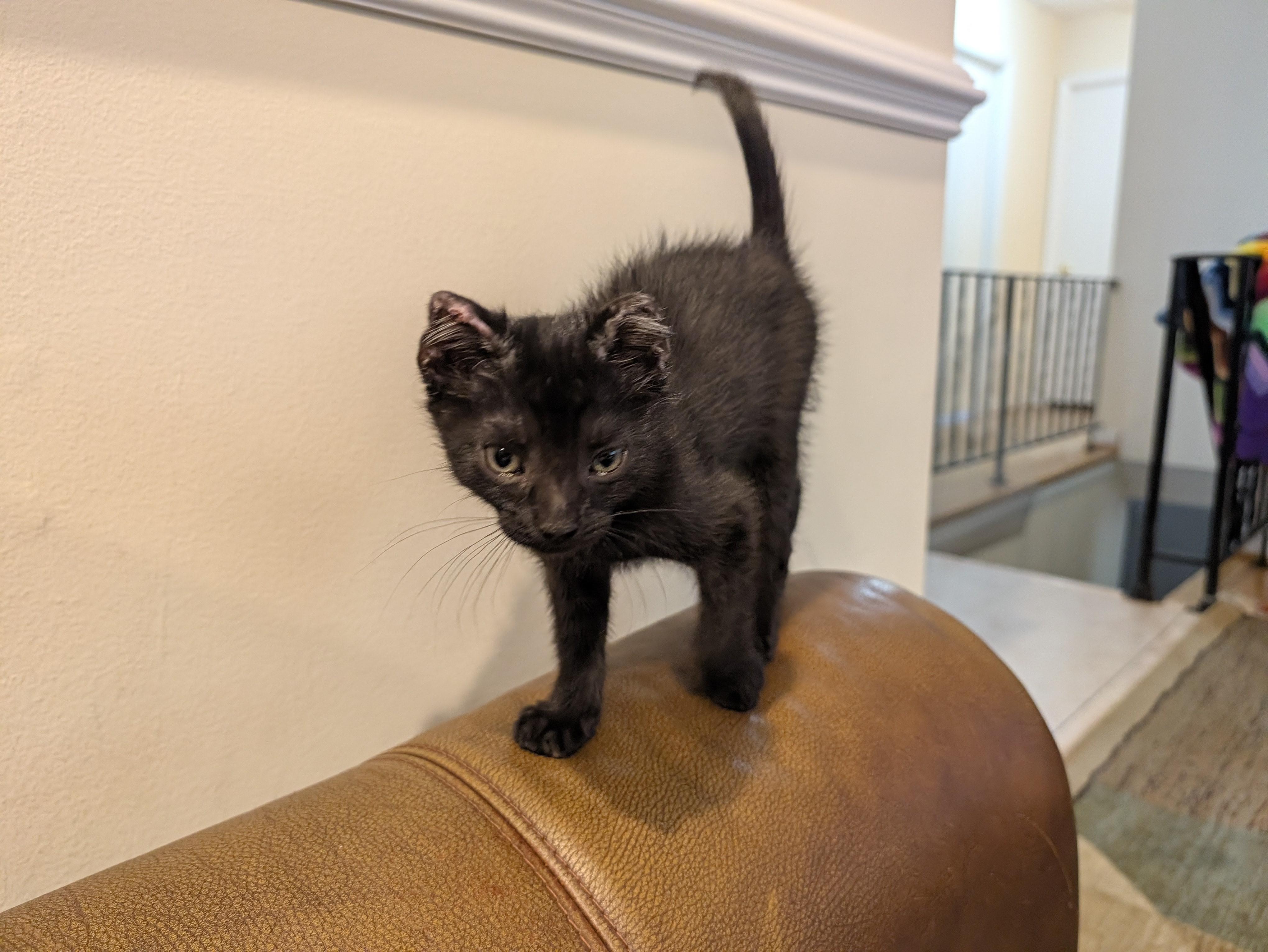 Enlarge George Foreman - Lean & Sweet, a Adoptable Domestic Short Hair in Laurel, MD image 2/6