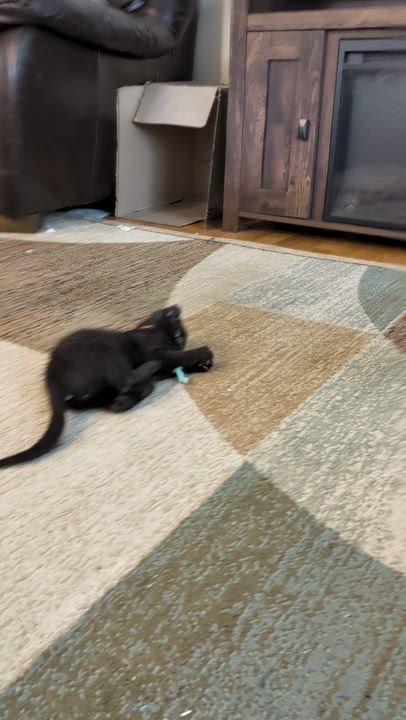 Enlarge George Foreman - Lean & Sweet, a Adoptable Domestic Short Hair in Laurel, MD video 6/6