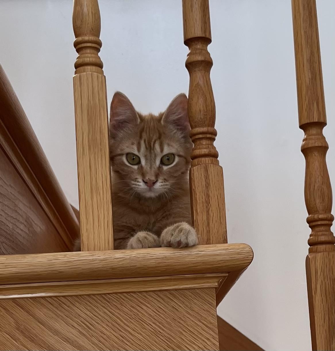 Willy, Adoptable, Young Male Domestic Medium Hair.