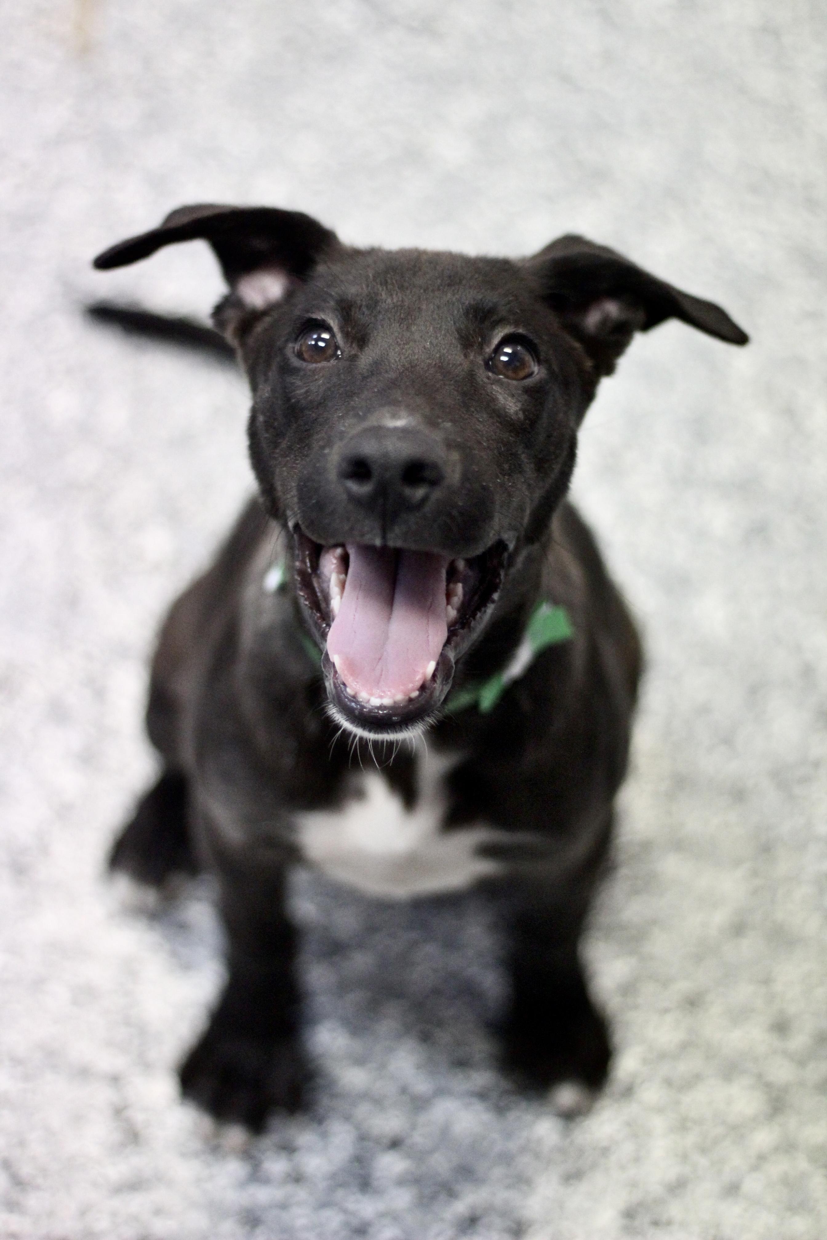 Rah Rah in NH! Come Meet our Adoptable Dogs Wednesday-Saturday. More info in Bio!