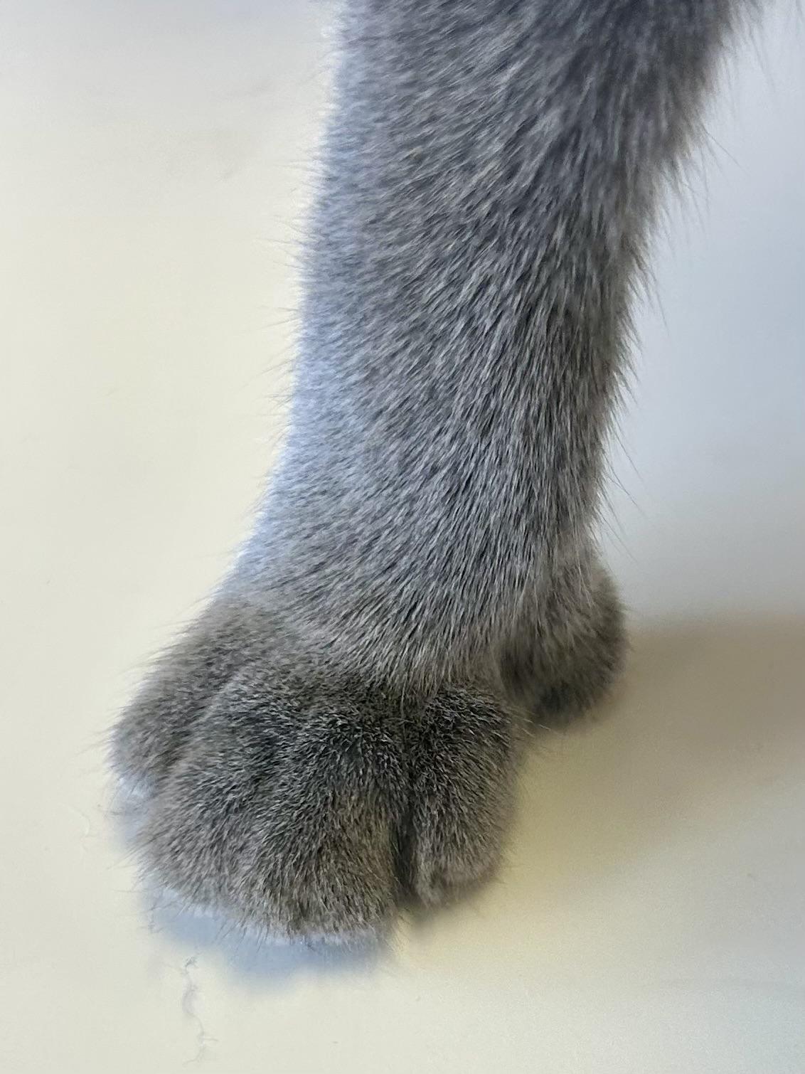 Enlarge AlphaBeans, a Adopted Domestic Short Hair in Decatur, IL image 4/6