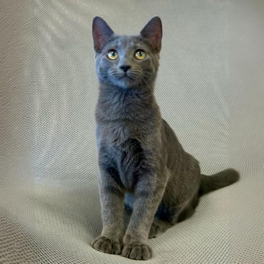 Enlarge AlphaBeans, a Adopted Domestic Short Hair in Decatur, IL image 1/6