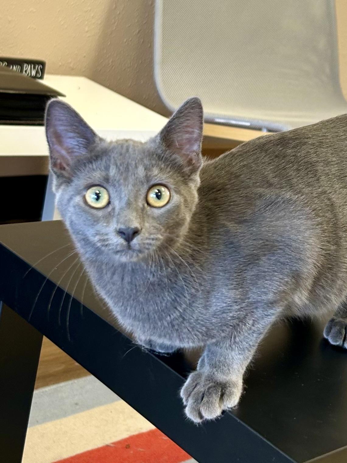 Enlarge AlphaBeans, a Adopted Domestic Short Hair in Decatur, IL image 2/6