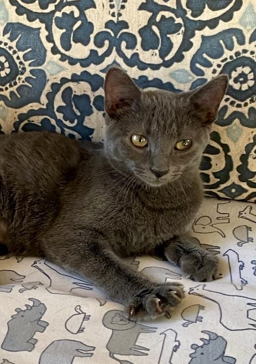 Enlarge AlphaBeans, a Adopted Domestic Short Hair in Decatur, IL image 6/6