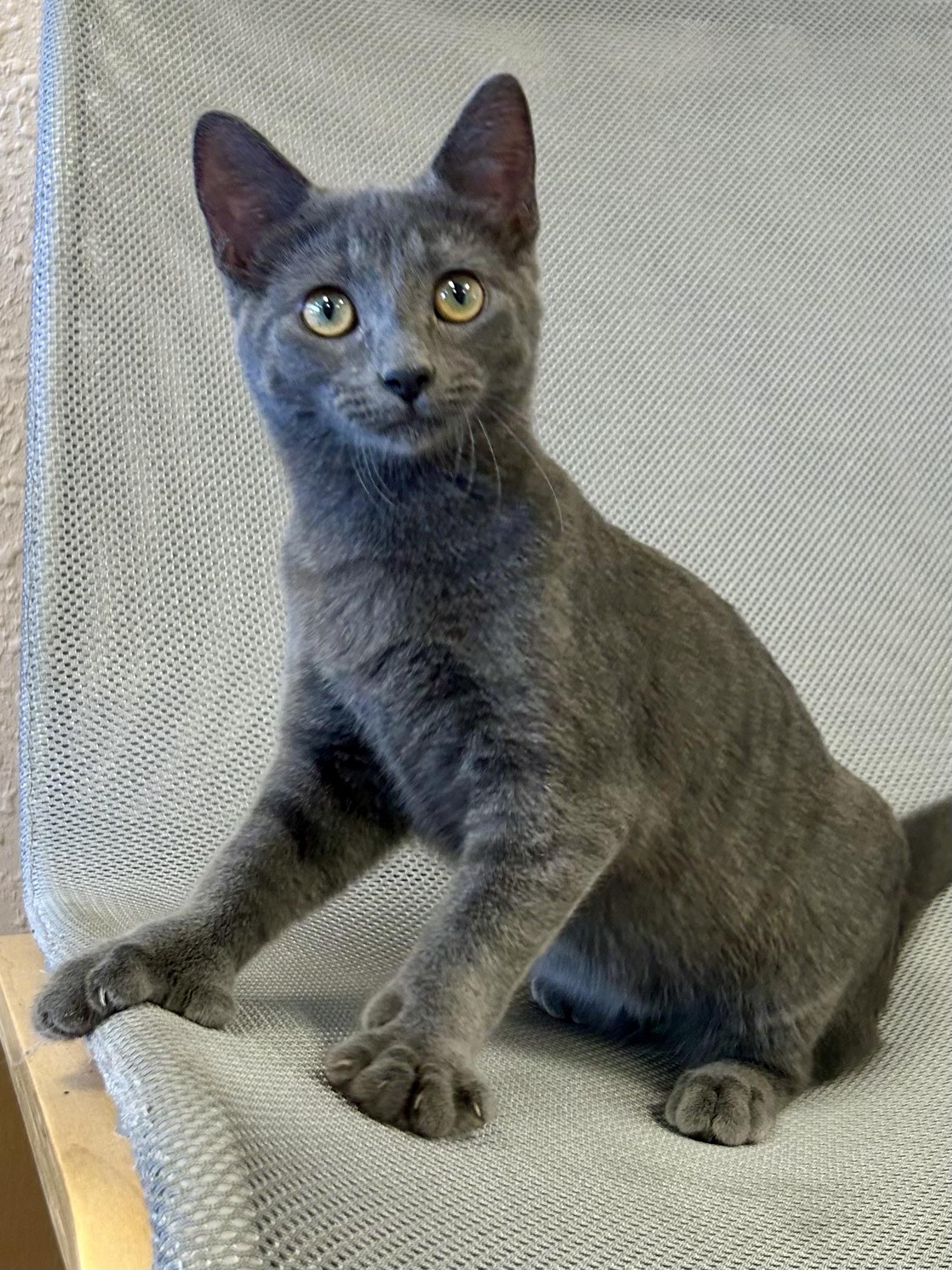 Enlarge AlphaBeans, a Adopted Domestic Short Hair in Decatur, IL image 3/6