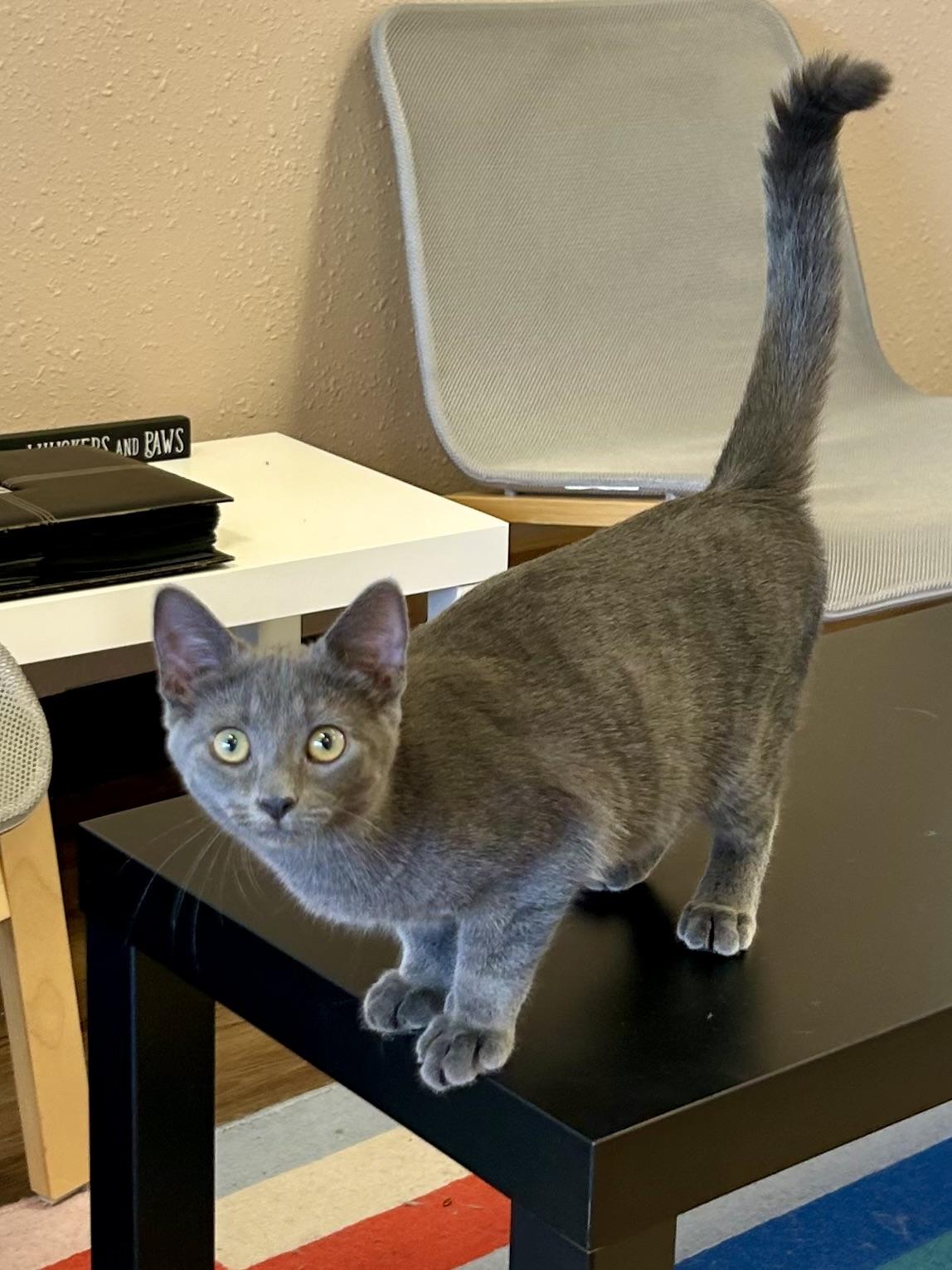 Enlarge AlphaBeans, a Adopted Domestic Short Hair in Decatur, IL image 5/6