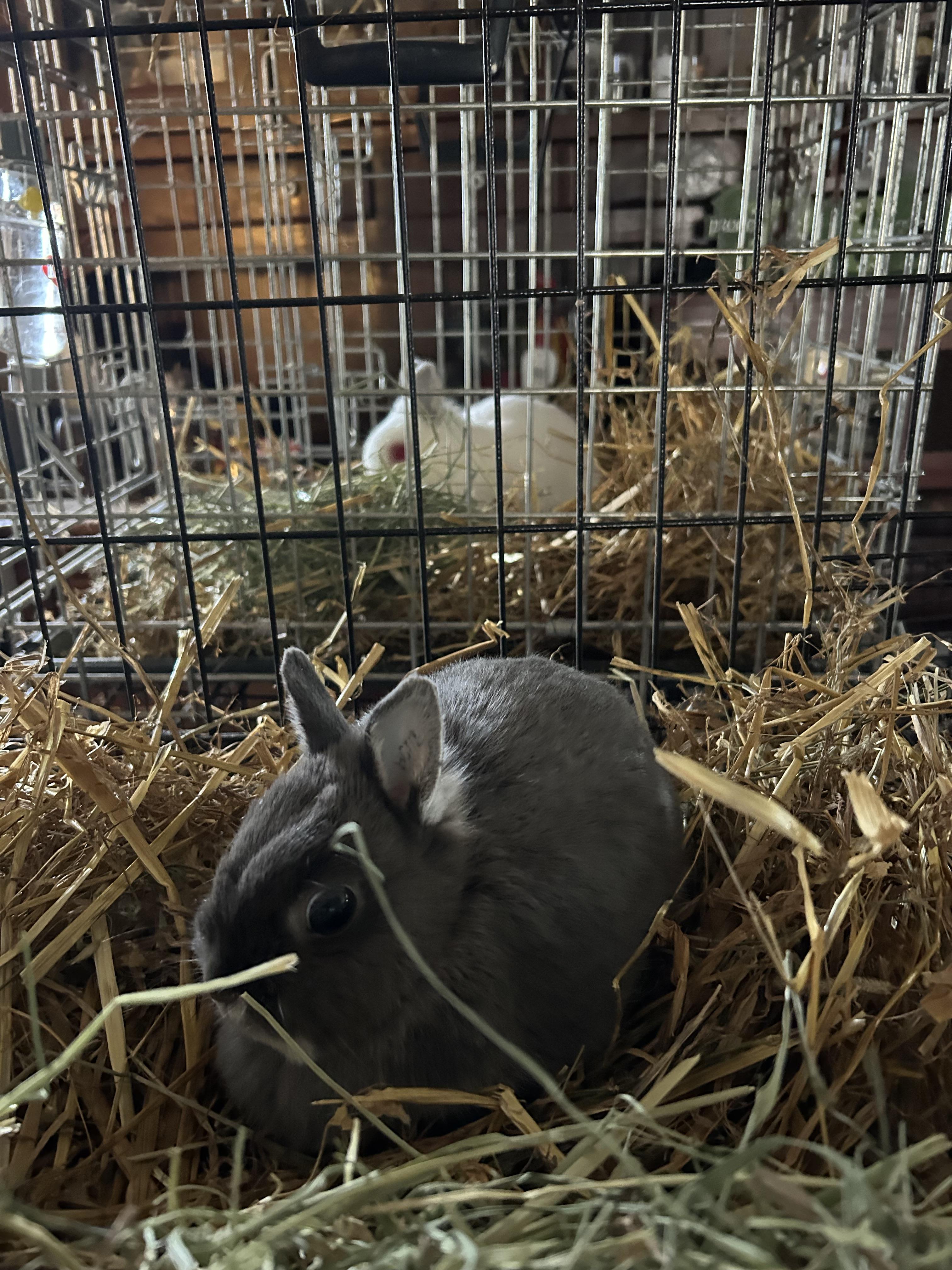 Enlarge Bunny 3, a ADOPTABLE Netherland Dwarf in Troupsburg, NY image 1/1