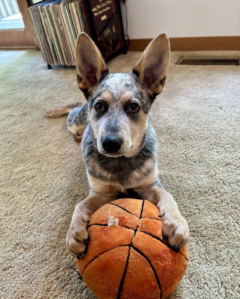 Grey, Adoptable, Puppy Male Australian Cattle Dog / Blue Heeler.