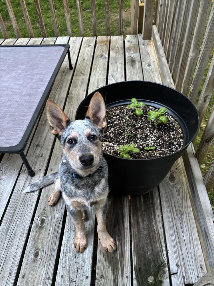 Enlarge Grey, a Adoptable Australian Cattle Dog / Blue Heeler in Mansfield, OH image 2/3
